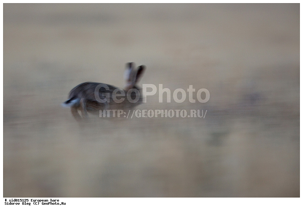 ������, ��������, �����, ����, �����, , ��������, ��������, �������������, �������������, �����, �����, XYZ, ��������, Leporidae, ����-�����, Lepus europaeus