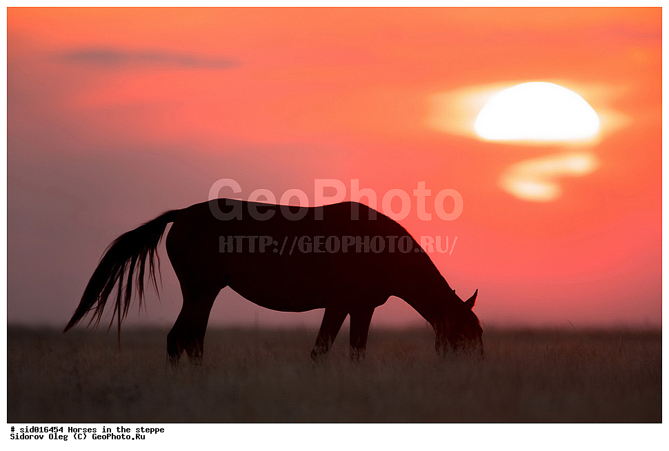 ������, ��������, �����, ������, �������� ��������, �����, ������, ��������, ��������, �������������, �������������, �����, �����, XYZ, ���������, Equidae, �������� ������, Equus ferus caballus