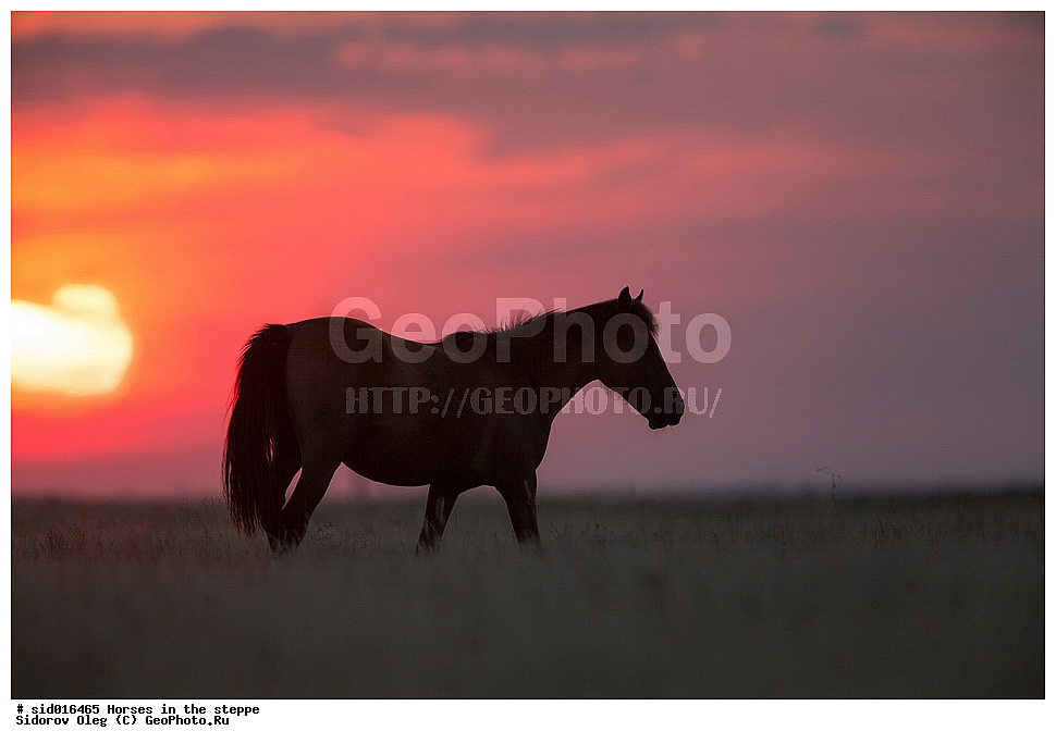 ������, ��������, �����, ������, �������� ��������, �����, ������, ��������, ��������, �������������, �������������, �����, �����, XYZ, ���������, Equidae, �������� ������, Equus ferus caballus