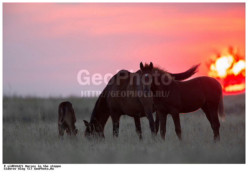 ������, ��������, �����, ������, �������� ��������, �����, ������, ��������, ��������, �������������, �������������, �����, �����, XYZ, ���������, Equidae, �������� ������, Equus ferus caballus