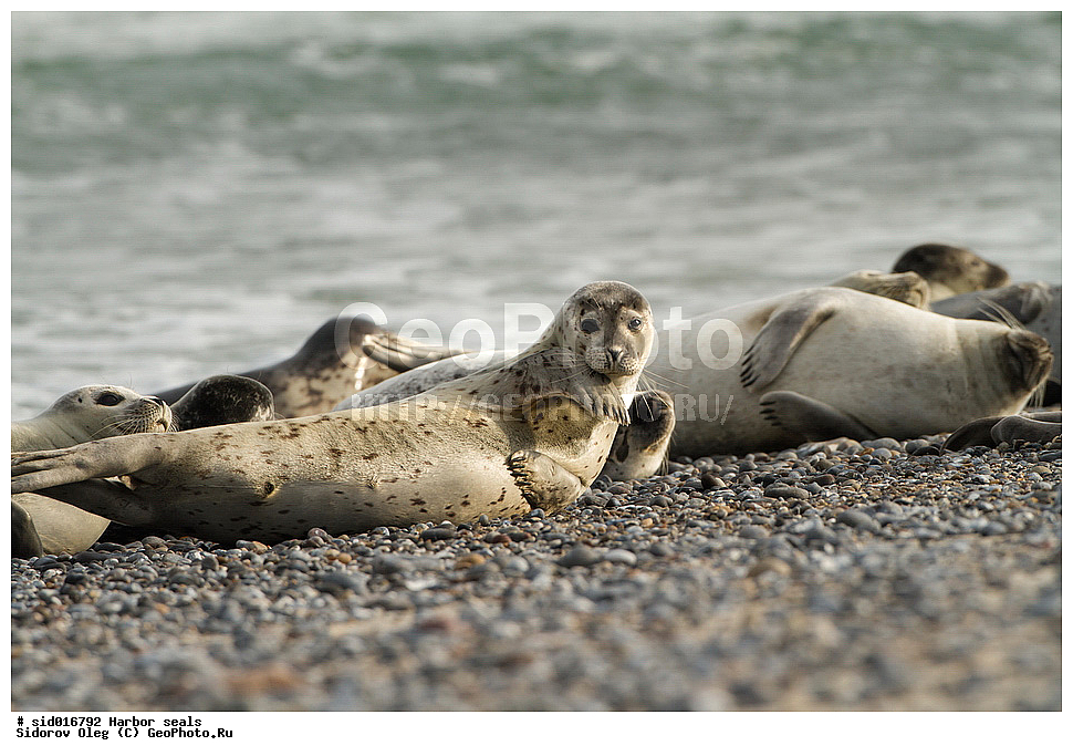 ������, ��������, ��������, �����, �������������, ������, , �������-���������, �������, ����������, ������, ��������, ��������, ������� �������������, ������� �������������, ������� �����, ������� �����, XYZ, ��������� ������, Phocidae, ������������ ������, ���������� ������, ����� ������, �����, Halichoerus grypus