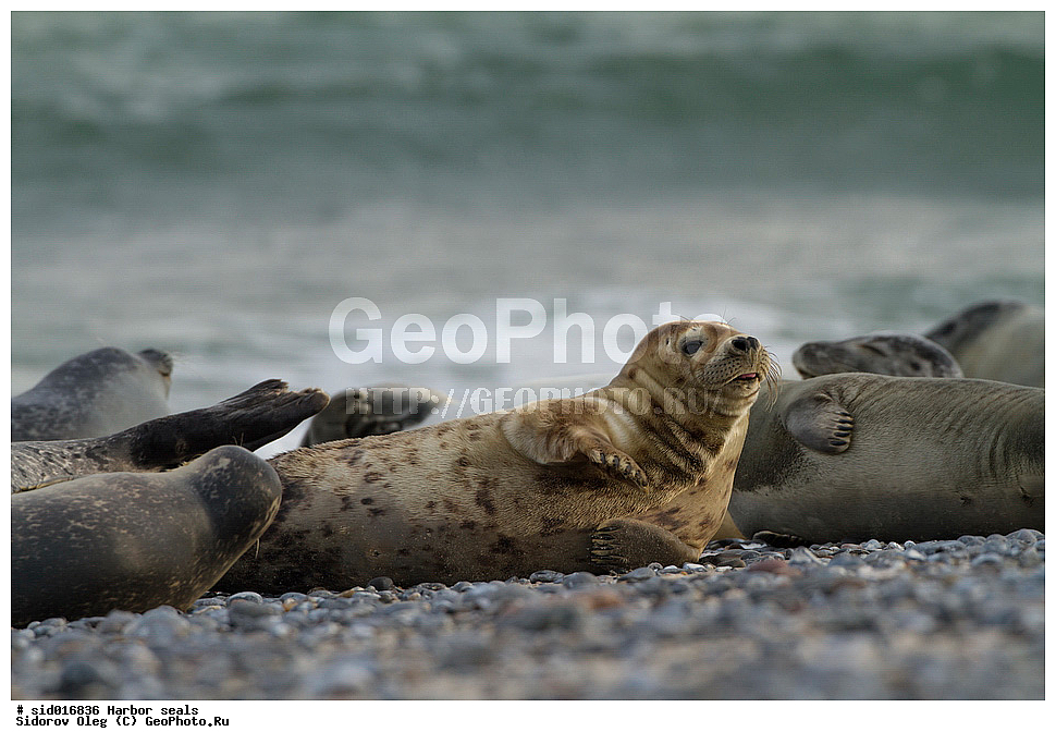 ������, ��������, ��������, �����, �������������, ������, , �������-���������, �������, ����������, ������, ��������, ��������, ������� �������������, ������� �������������, ������� �����, ������� �����, XYZ, ��������� ������, Phocidae, ������������ ������, ���������� ������, ����� ������, �����, Halichoerus grypus