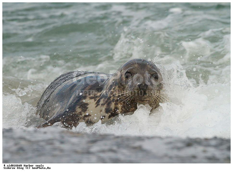 ������, ��������, ��������, �����, �������������, ������, , �������-���������, �������, ����������, ������, ��������, ��������, ������� �������������, ������� �������������, ������� �����, ������� �����, XYZ, ��������� ������, Phocidae, ������������ ������, ���������� ������, ����� ������, �����, Halichoerus grypus