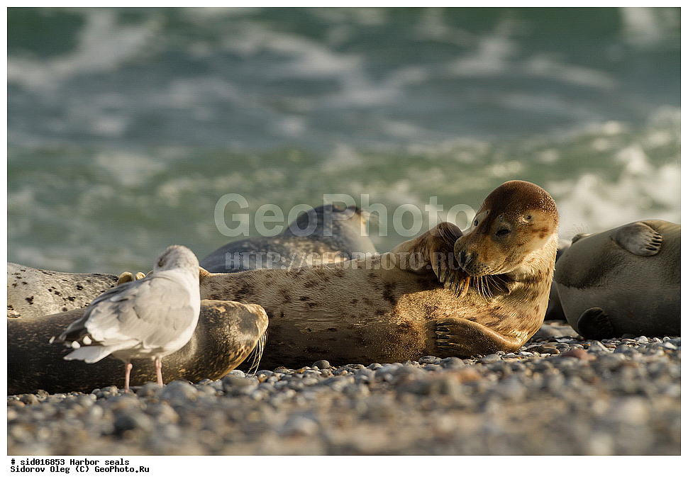 ������, ��������, ��������, �����, �������������, ������, , �������-���������, �������, ����������, ������, ��������, ��������, ������� �������������, ������� �������������, ������� �����, ������� �����, XYZ, ��������� ������, Phocidae, ������������ ������, ���������� ������, ����� ������, �����, Halichoerus grypus