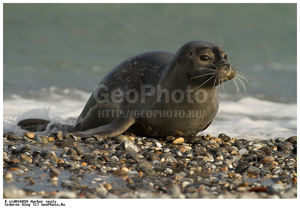 ������, ��������, ��������, �����, �������������, ������, , �������-���������, �������, ����������, ������, ��������, ��������, ������� �������������, ������� �������������, ������� �����, ������� �����, XYZ, ��������� ������, Phocidae, ������������ ������, ��������� ������, Phoca vitulina