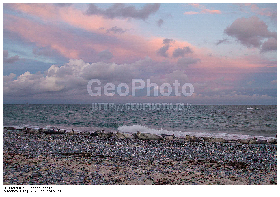 ������, ��������, ��������, �����, �������������, ������, , �������-���������, �������, ����������, ������, ��������, ��������, ������� �������������, ������� �������������, ������� �����, ������� �����, XYZ, ��������� ������, Phocidae, ������������ ������, ��������� ������, Phoca vitulina