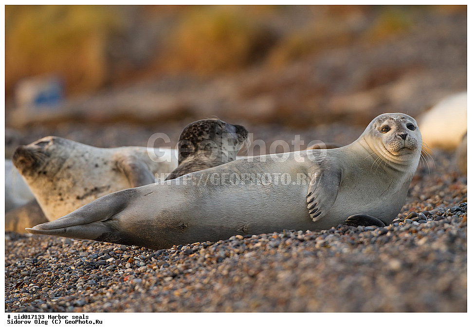 ������, ��������, ��������, �����, �������������, ������, , �������-���������, �������, ����������, ������, ��������, ��������, ������� �������������, ������� �������������, ������� �����, ������� �����, XYZ, ��������� ������, Phocidae, ������������ ������, ��������� ������, Phoca vitulina