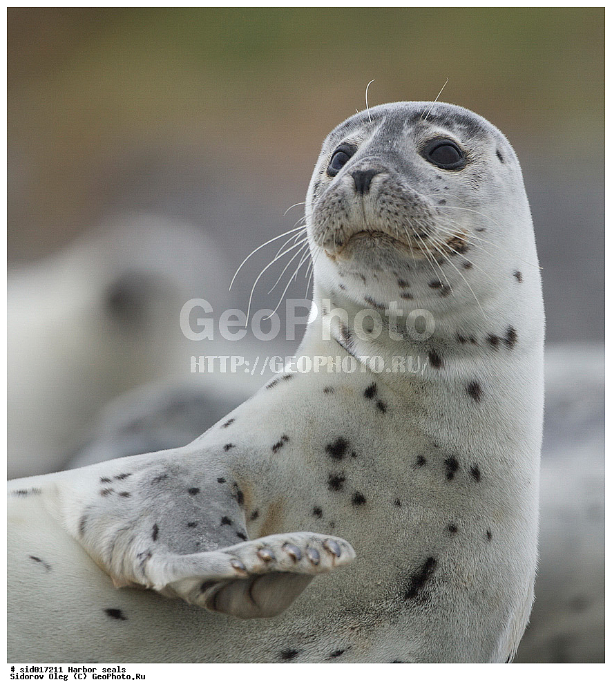 ������, ��������, ��������, �����, �������������, ������, , �������-���������, �������, ����������, ������, ��������, ��������, ������� �������������, ������� �������������, ������� �����, ������� �����, XYZ, ��������� ������, Phocidae, ������������ ������, ��������� ������, Phoca vitulina