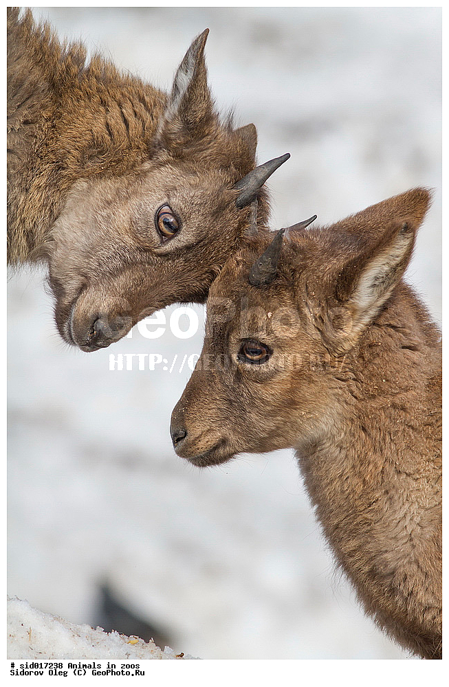 ������, , ��������, �����, �������, �������, ������, �������������