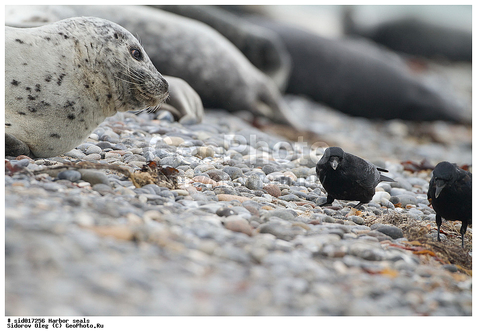 ������, ��������, ��������, �����, �������������, ������, , �������-���������, �������, ����������, ������, ��������, ��������, ������� �������������, ������� �������������, ������� �����, ������� �����, XYZ, ��������� ������, Phocidae, ������������ ������, ��������� ������, Phoca vitulina