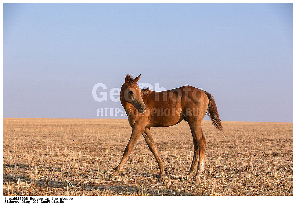 ������, ��������, �����, ������, �������� ��������, �����, ������, ��������, ��������, �������������, �������������, �����, �����, XYZ, ���������, Equidae, �������� ������, Equus ferus caballus