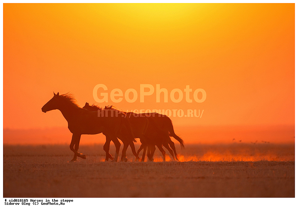 ������, ��������, �����, ������, �������� ��������, �����, ������, ��������, ��������, �������������, �������������, �����, �����, XYZ, ���������, Equidae, �������� ������, Equus ferus caballus