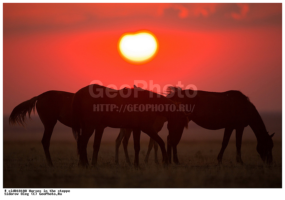 ������, ��������, �����, ������, �������� ��������, �����, ������, ��������, ��������, �������������, �������������, �����, �����, XYZ, ���������, Equidae, �������� ������, Equus ferus caballus