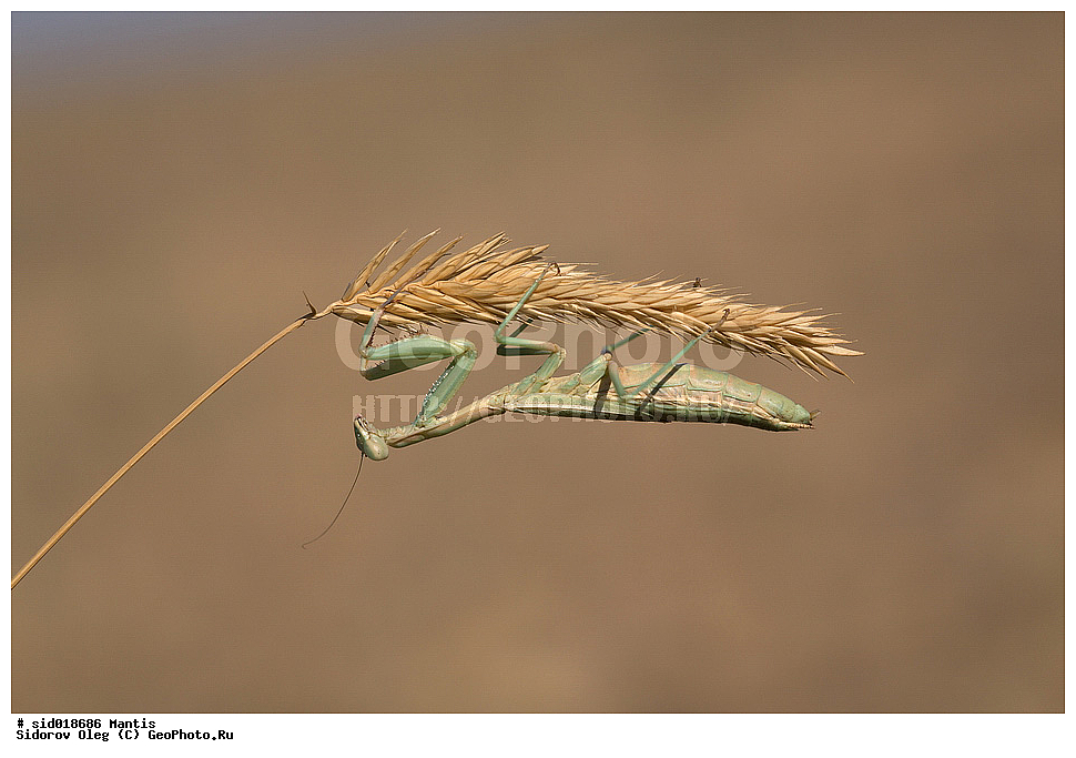 ������, ��������, ���������, �������, ��������������, �������������, ��������������