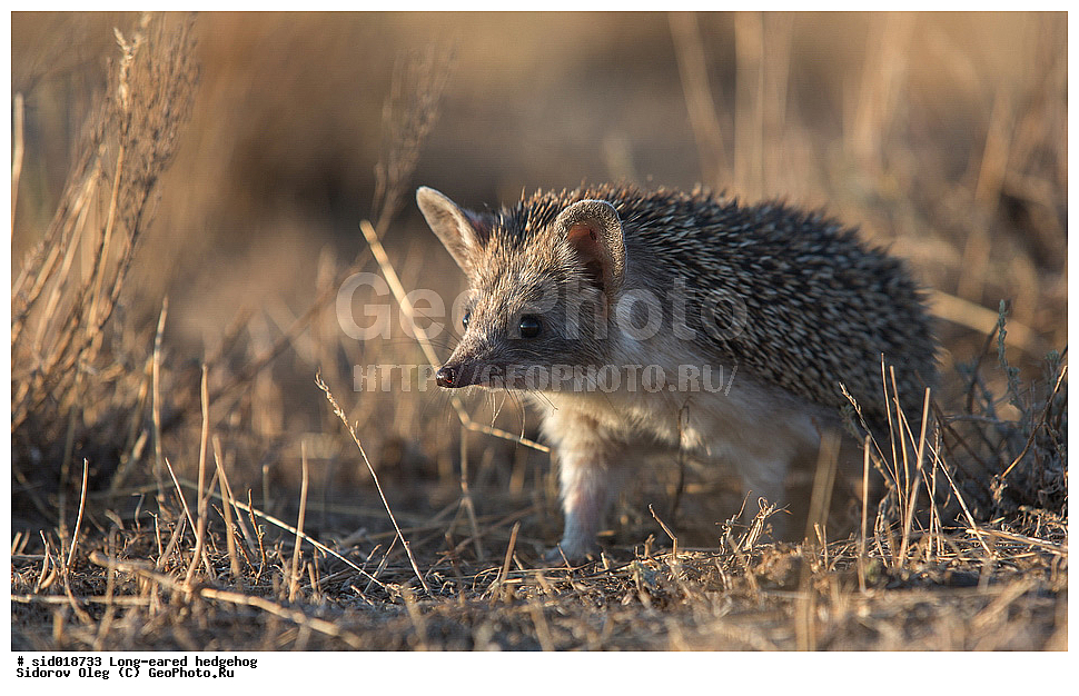 ������, , ��������, �����, ��, ��, �������, ��������, ��������, �������������, �������������, �����, �����, XYZ, ������, Erinaceidae, ������� ��, ������� ��, Hemiechinus auritus, ��������� ��, ��������� ��, Erinaceus auritus, Erinaceus libycus