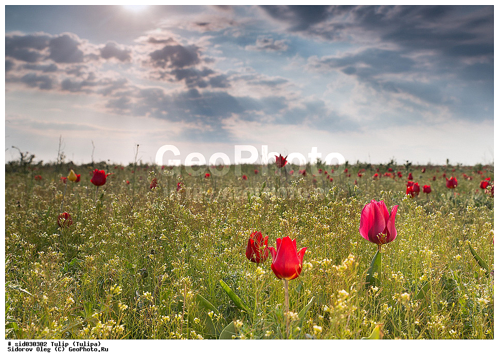 ��������, ������, ����� �������, �������, ����� , ������ ��������, �����, ��������, ���������� ��������, ������, �����, ������������ ��������, �����, XYZ, ��������, Liliaceae, ������� �������, ������� ��������, ������� ������, Tulipa gesneriana, Tulipa schrenkii, Tulipa suaveolens, Tulipa gesneriana var. minor, Tulipa gesneriana ssp. schrenkii