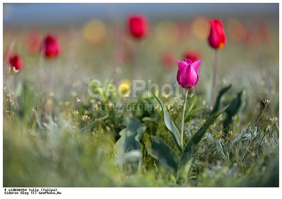 ��������, ������, ����� �������, �������, ����� , ������ ��������, �����, ��������, ���������� ��������, ������, �����, ������������ ��������, �����, XYZ, ��������, Liliaceae, ������� �������, ������� ��������, ������� ������, Tulipa gesneriana, Tulipa schrenkii, Tulipa suaveolens, Tulipa gesneriana var. minor, Tulipa gesneriana ssp. schrenkii