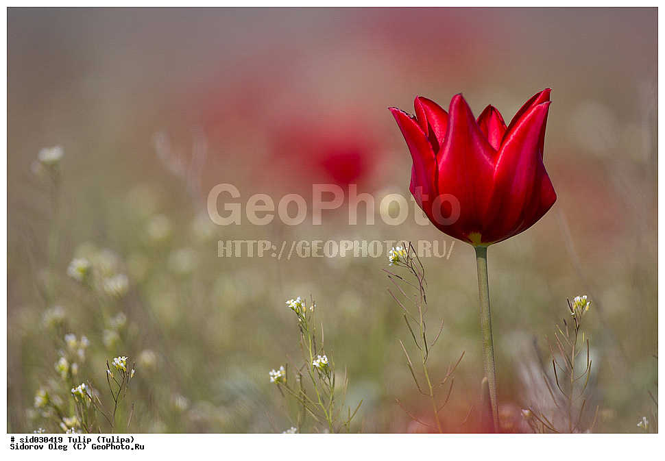 ��������, ������, ����� �������, �������, ����� , ������ ��������, �����, ��������, ���������� ��������, ������, �����, ������������ ��������, �����, XYZ, ��������, Liliaceae, ������� �������, ������� ��������, ������� ������, Tulipa gesneriana, Tulipa schrenkii, Tulipa suaveolens, Tulipa gesneriana var. minor, Tulipa gesneriana ssp. schrenkii