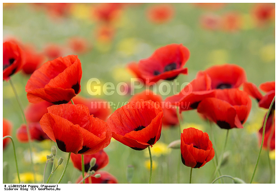 ��������, ������, ����� �������, ���, ����� 