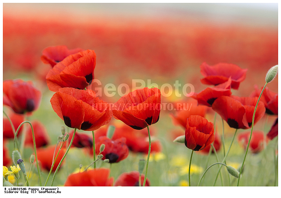 ��������, ������, ����� �������, ���, ����� 