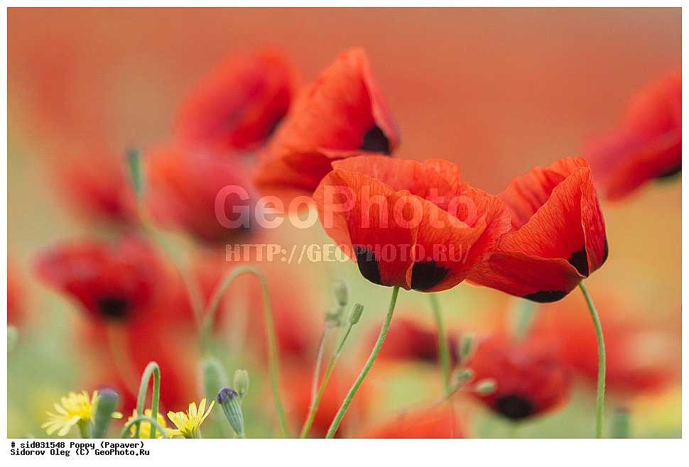 ��������, ������, ����� �������, ���, ����� 