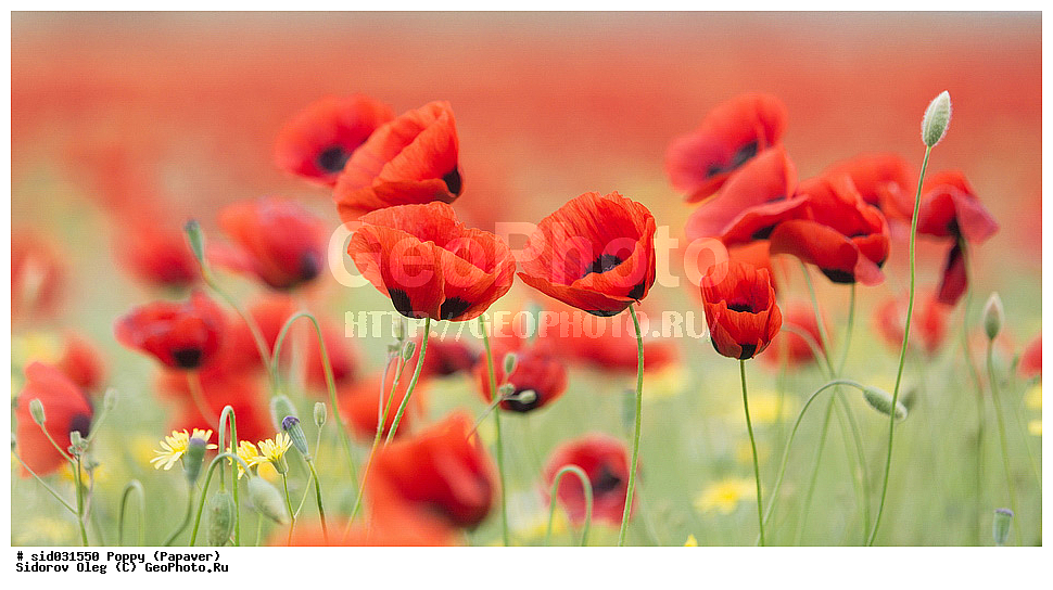 ��������, ������, ����� �������, ���, ����� 