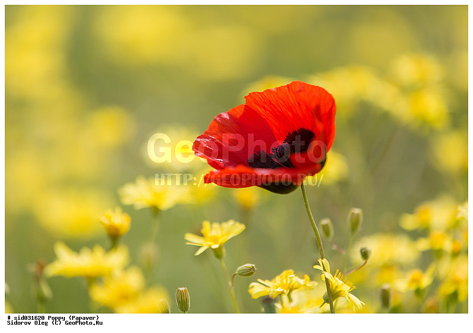 ��������, ������, ����� �������, ���, ����� 