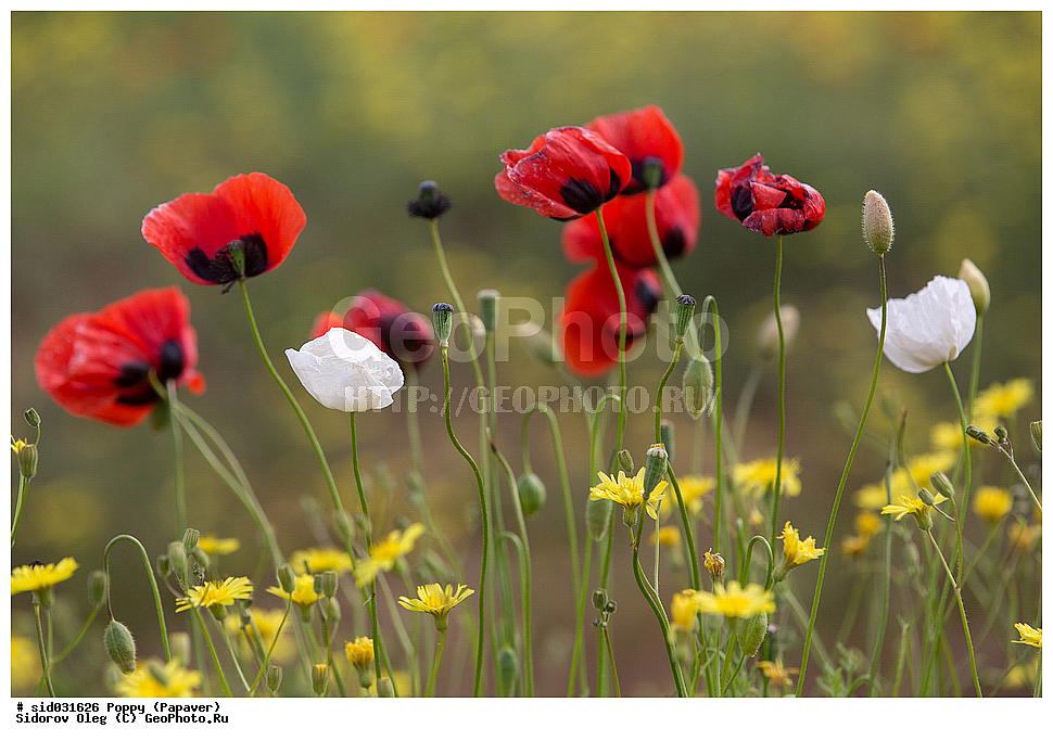 ��������, ������, ����� �������, ���, ����� 