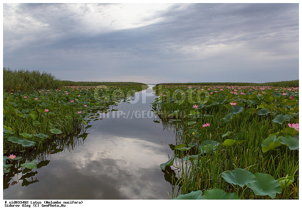 ��������, ������, ����� �������, ����� o����������, ����� , ������ ��������, �����, ���������� ��������, ������������ ��������, ������������ ��������, ������, �����, XYZ, ���������, Nelumbonaceae, ����� ����������, ����� �����������, ����� ���������, Nelumbo caspica, Nelumbo nucifera, ����������� ��������, �����, ����������� ��������, �����, ����������� ��������, �����������, �����������, ������������ ��������, ������������ ��������, ������������, ������������, ������������, �����������, ������ ��������, ������ ��������, ������