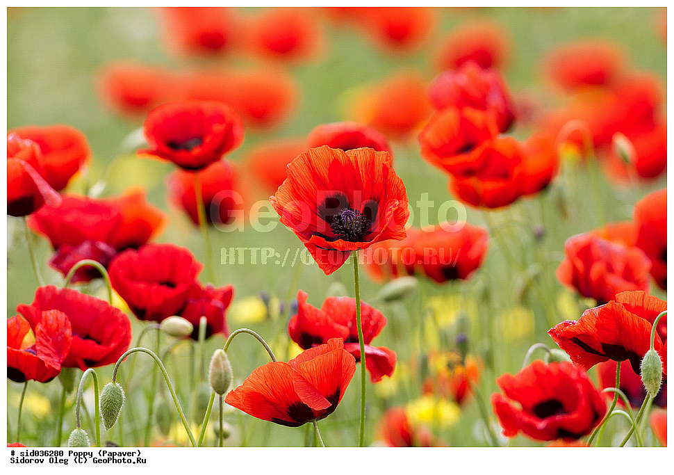 ��������, ������, ����� �������, ���, ����� 