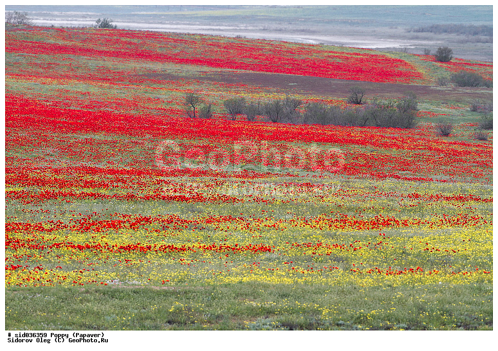 ��������, ������, ����� �������, ���, ����� 