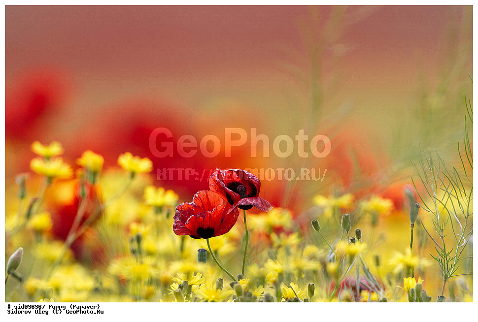 ��������, ������, ����� �������, ���, ����� 