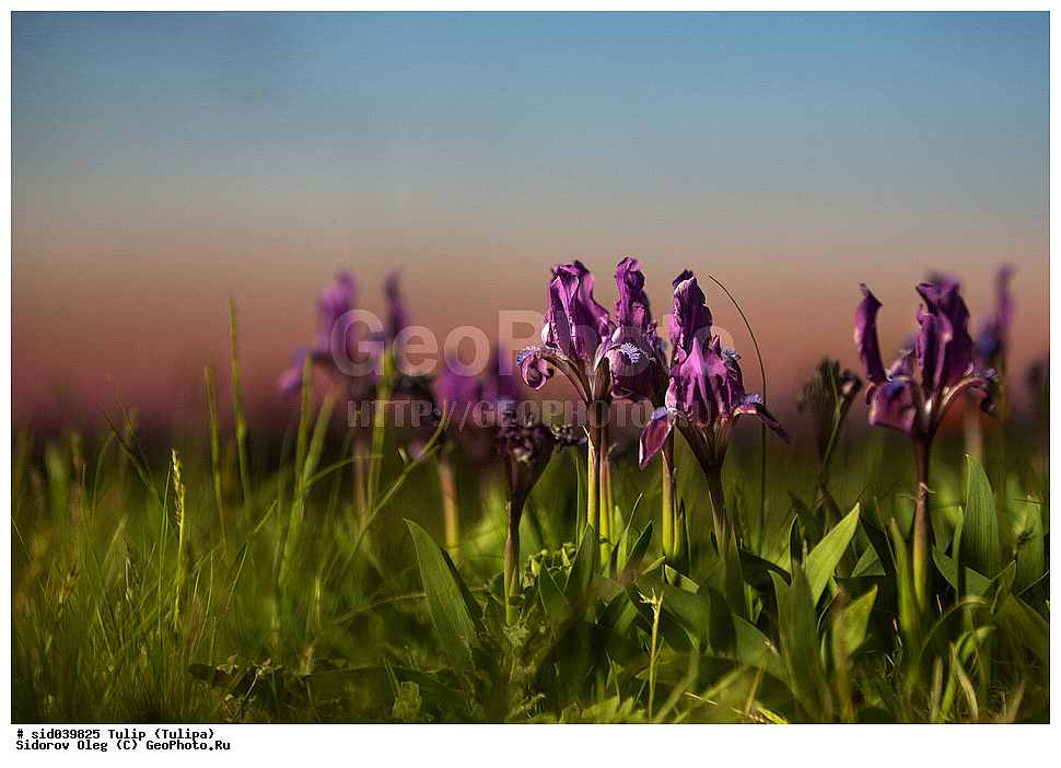 ��������, ������, ����� �������, �������, ����� , ������ ��������, �����, ���������� ��������, ������������ ��������, ������������ ��������, ������, �����, XYZ, ��������, �����������, Iridaceae, ���� ����������, ���� ��������, ���� ������, ������� ����������, ������� ��������, ������� ������, ������� �������, Iris pumila, Iris aequiloba