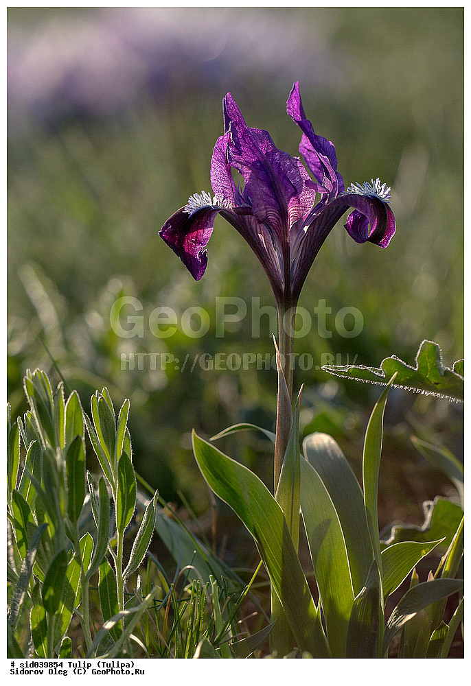 ��������, ������, ����� �������, �������, ����� , ������ ��������, �����, ���������� ��������, ������������ ��������, ������������ ��������, ������, �����, XYZ, ��������, �����������, Iridaceae, ���� ����������, ���� ��������, ���� ������, ������� ����������, ������� ��������, ������� ������, ������� �������, Iris pumila, Iris aequiloba