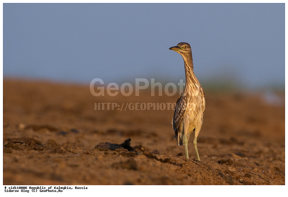  ��������, ������, ��������, ��������, ��������, �����������, �����, �����, XYZ, ��������, Ardeidae, ������, ����������� ������, ������ �����, Nycticorax nycticorax