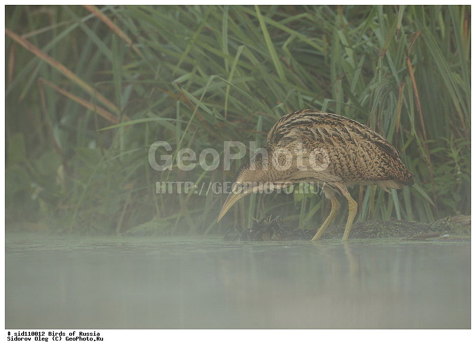  ��������, ��������, �����, �����, ��������, �����������, XYZ, ��������, Ardeidae, ������� ����, Botaurus stellaris