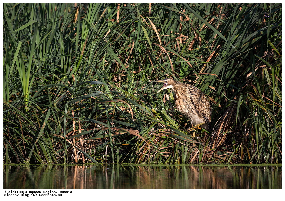  �����������, ���������� �������, ��������, ��������, ��������, �����������, �����, �����, XYZ, ��������, Ardeidae, ������� ����, Botaurus stellaris, ������