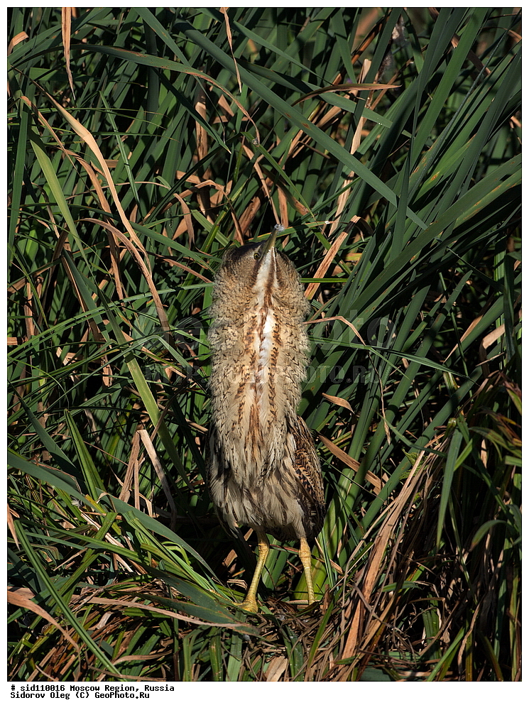  �����������, ���������� �������, ��������, ��������, ��������, �����������, �����, �����, XYZ, ��������, Ardeidae, ������� ����, Botaurus stellaris, ������