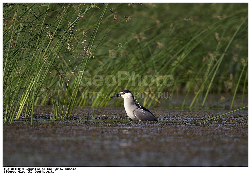  ��������, ������, ��������, ��������, ��������, �����������, �����, �����, XYZ, ��������, Ardeidae, ������, ����������� ������, ������ �����, Nycticorax nycticorax