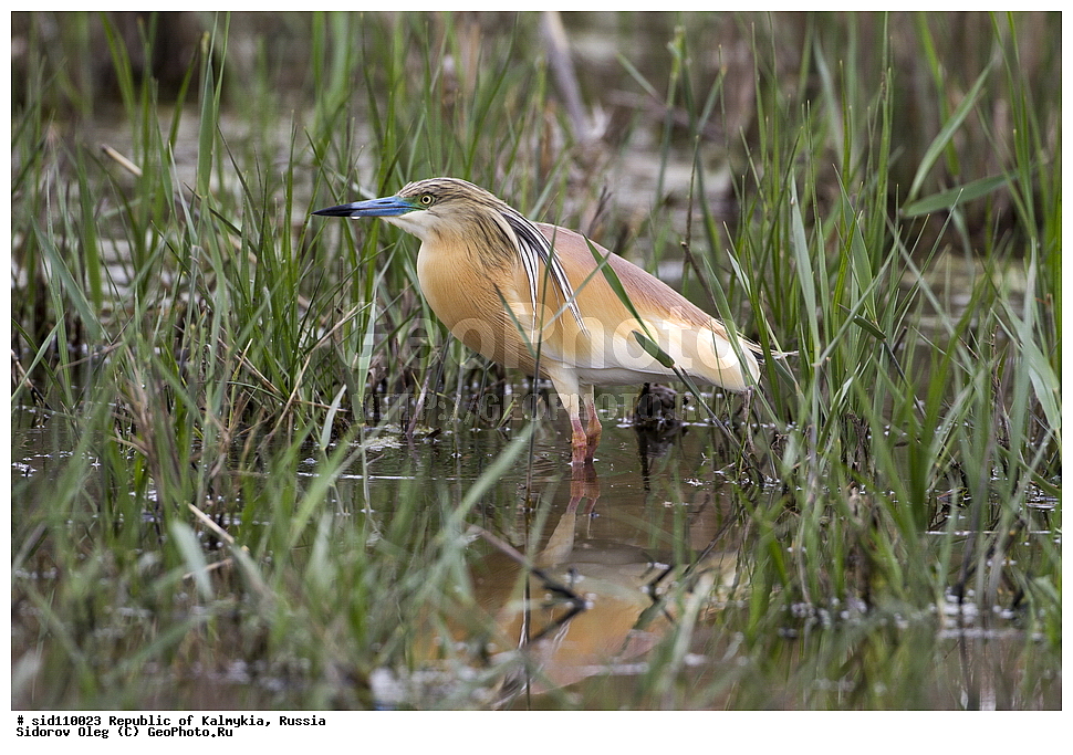 ��������, ������, ��������, ��������, ��������, �����������, �����, �����, XYZ, ��������, Ardeidae, Ƹ���� �����, ������ �����, Ardeola ralloides, Ardea ralloides