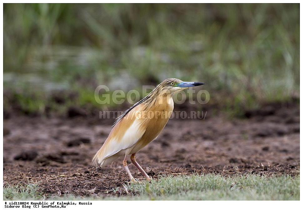 ��������, ������, ��������, ��������, ��������, �����������, �����, �����, XYZ, ��������, Ardeidae, Ƹ���� �����, ������ �����, Ardeola ralloides, Ardea ralloides