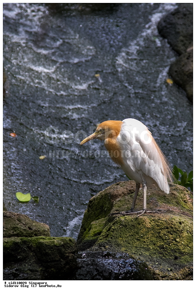 ���������� ��������, ��������, ��������, �����, �����, ��������, �����������, ��������, Ardeidae, XYZ, ��������� ���������� �����, Bubulcus coromandus, ���������� �����, Bubulcus ibis