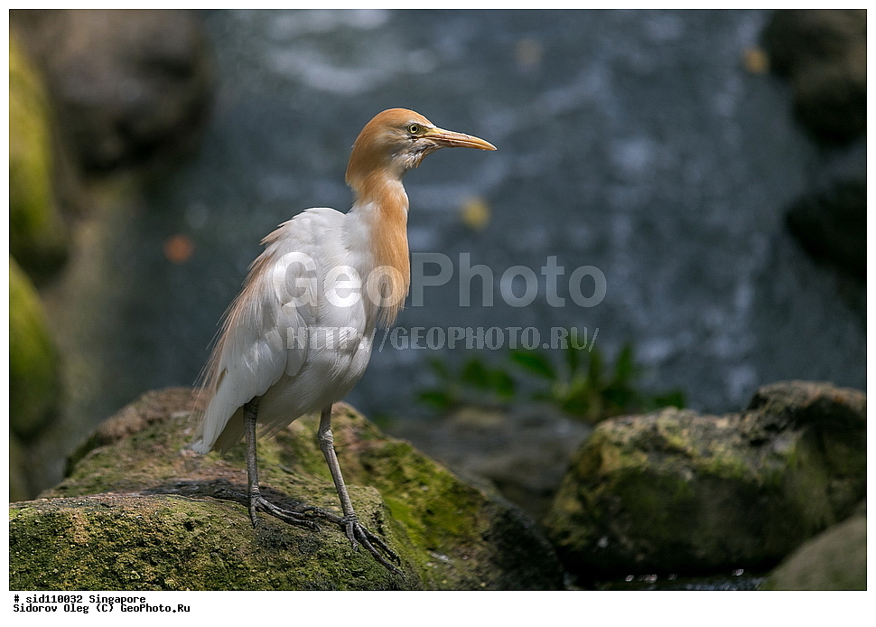 ���������� ��������, ��������, ��������, �����, �����, ��������, �����������, ��������, Ardeidae, XYZ, ��������� ���������� �����, Bubulcus coromandus, ���������� �����, Bubulcus ibis