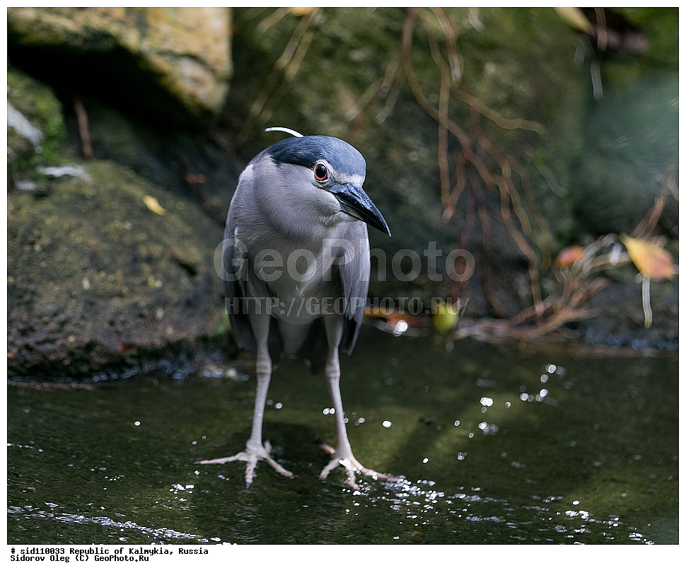  ��������, ������, ��������, ��������, ��������, �����������, �����, �����, XYZ, ��������, Ardeidae, ������, ����������� ������, ������ �����, Nycticorax nycticorax