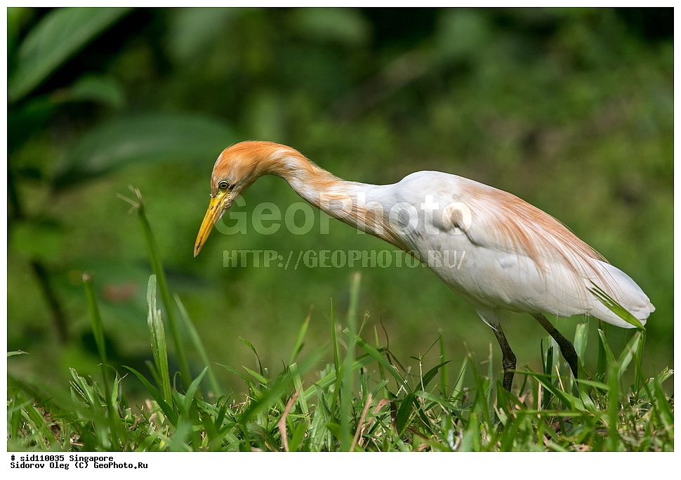 ���������� ��������, ��������, ��������, �����, �����, ��������, �����������, ��������, Ardeidae, XYZ, ��������� ���������� �����, Bubulcus coromandus, ���������� �����, Bubulcus ibis