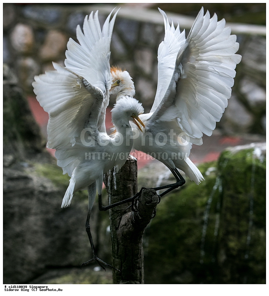 ���������� ��������, ��������, ��������, �����, �����, ��������, �����������, ��������, Ardeidae, XYZ, ��������� ���������� �����, Bubulcus coromandus, ���������� �����, Bubulcus ibis