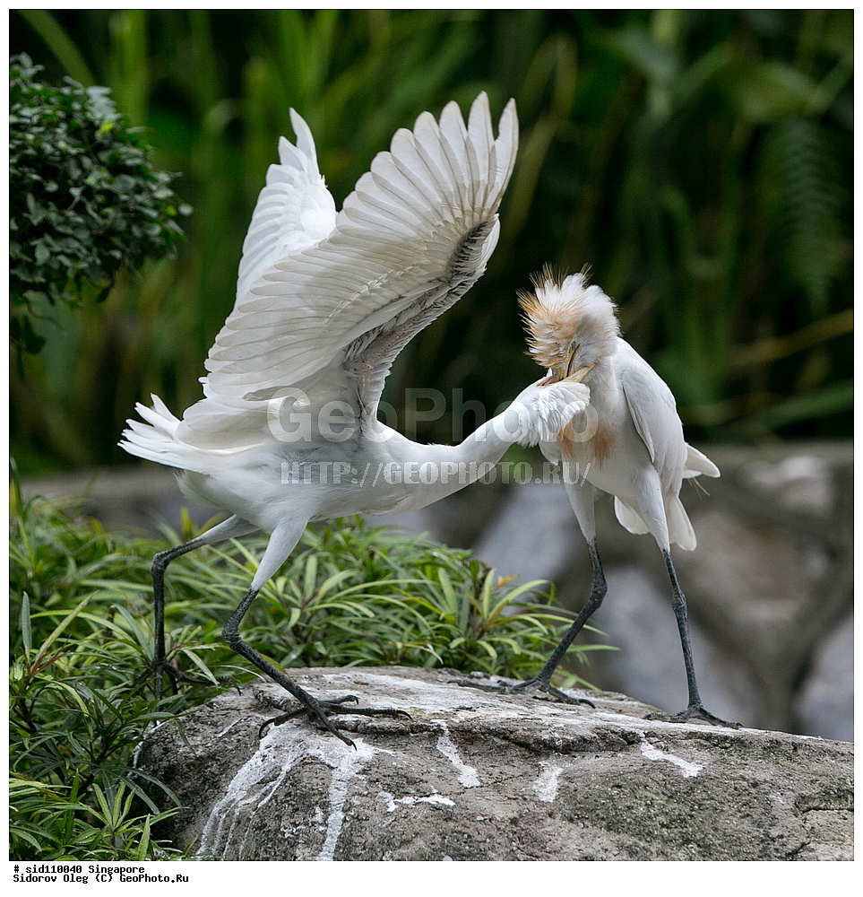 ���������� ��������, ��������, ��������, �����, �����, ��������, �����������, ��������, Ardeidae, XYZ, ��������� ���������� �����, Bubulcus coromandus, ���������� �����, Bubulcus ibis