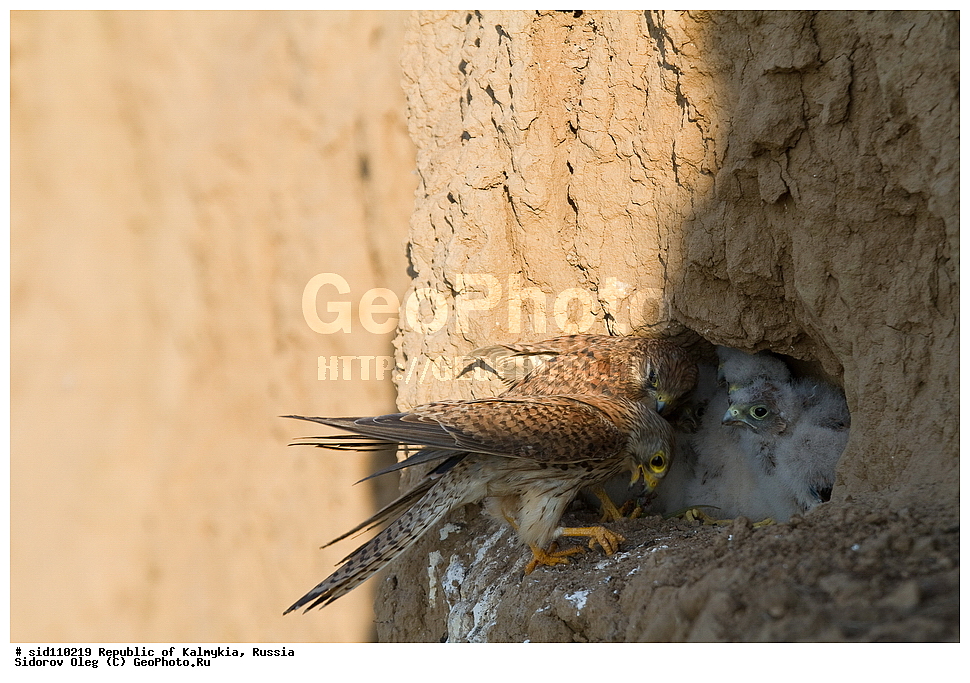  ��������, ������, ��������, ��������, ��������, �����������, �����, �����, ������ �����, ������ �����, XYZ, ���������, Falconidae, ������������ ���������, Falco tinnunculus