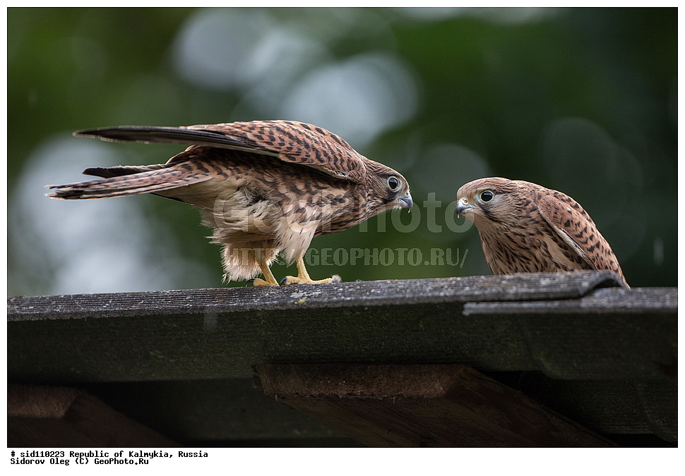  ��������, ������, ��������, ��������, ��������, �����������, �����, �����, ������ �����, ������ �����, XYZ, ���������, Falconidae, ������������ ���������, Falco tinnunculus