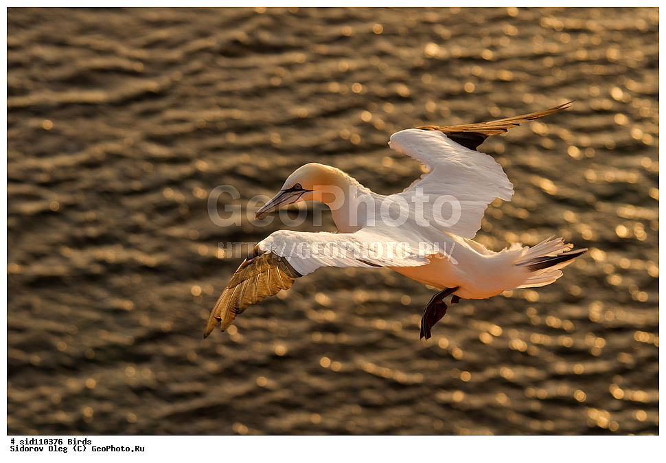 ��������, ��������, �����, �����, ��������, �����������, ������� �����, ������� �����, XYZ, ��������, Sulidae, �������� �����, Morus bassanus, Sula bassana